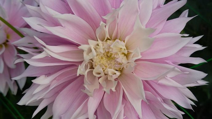 Prix des fleuristes et Prix des journalistes - N°: 35 ‘Evanah’, type décoratif, présenté par Verver Export (Pays-Bas). 